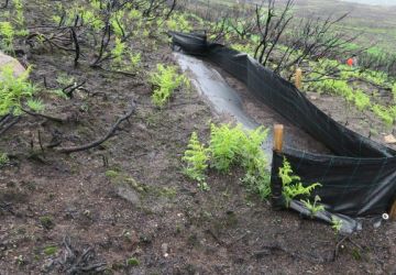 GRADO EN INGENIERÍA FORESTAL Y DEL MEDIO RURAL.