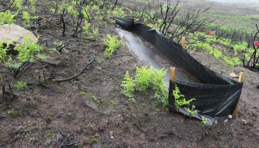 GRADO EN INGENIERÍA FORESTAL Y DEL MEDIO RURAL.