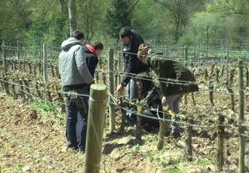 GRADO EN INGENIERÍA AGROALIMENTARIA Y DEL MEDIO RURAL.